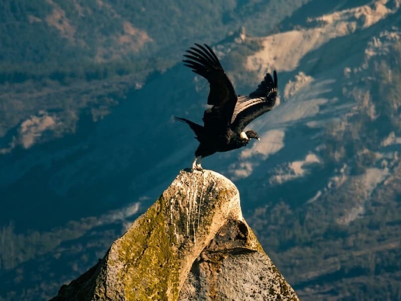 An Extraordinary Natural World