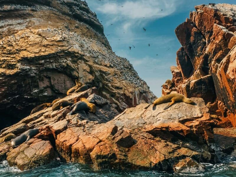 Day 3 — Ballestas Islands, pisco and the Huacachina oasis