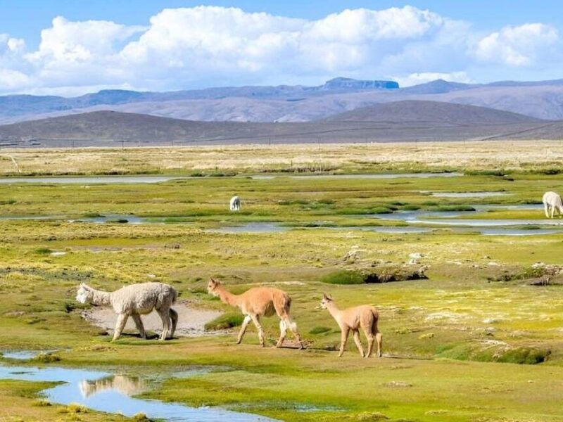 Tour Colca