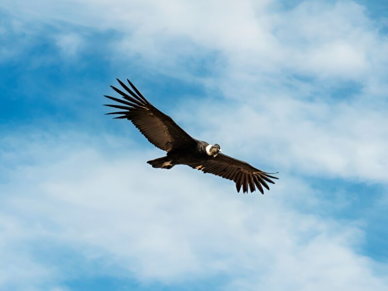 Tour Colca full day
