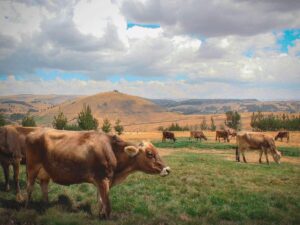 Granja Montefino