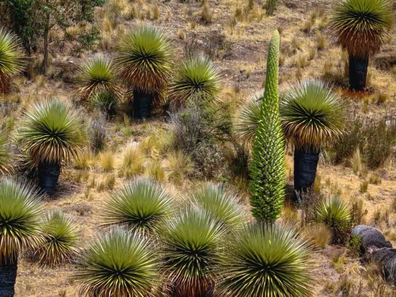 Puya de Raimondi