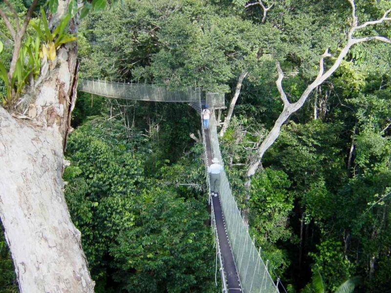 Canopy Reserva Tambopata