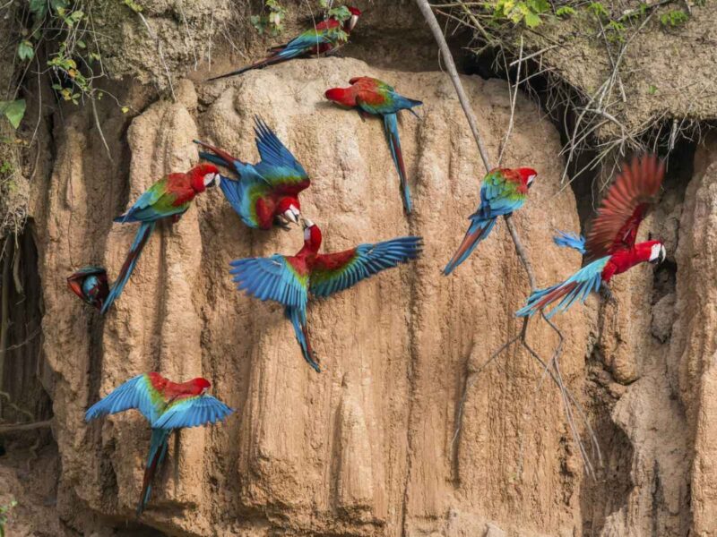 Collpa de Loros