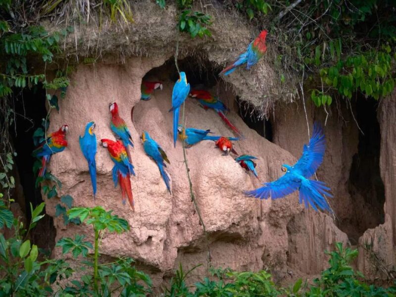 Colpa de Guacamayos