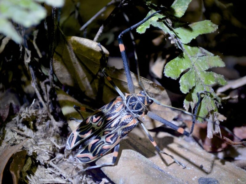 Insectos en Reserva Tambopata