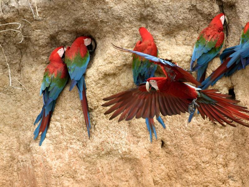 Reserva Nacional de Tambopata aves