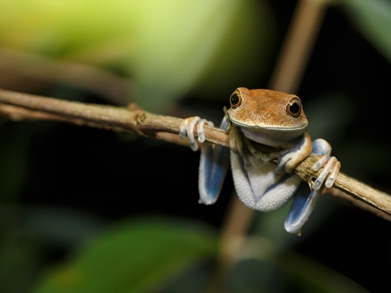 Selva Tambopata