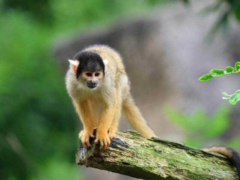 Tambopata Madre de Dios
