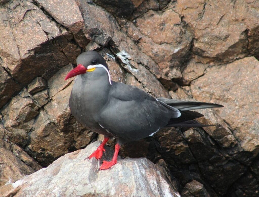 Biodiversidad en paracas (1)