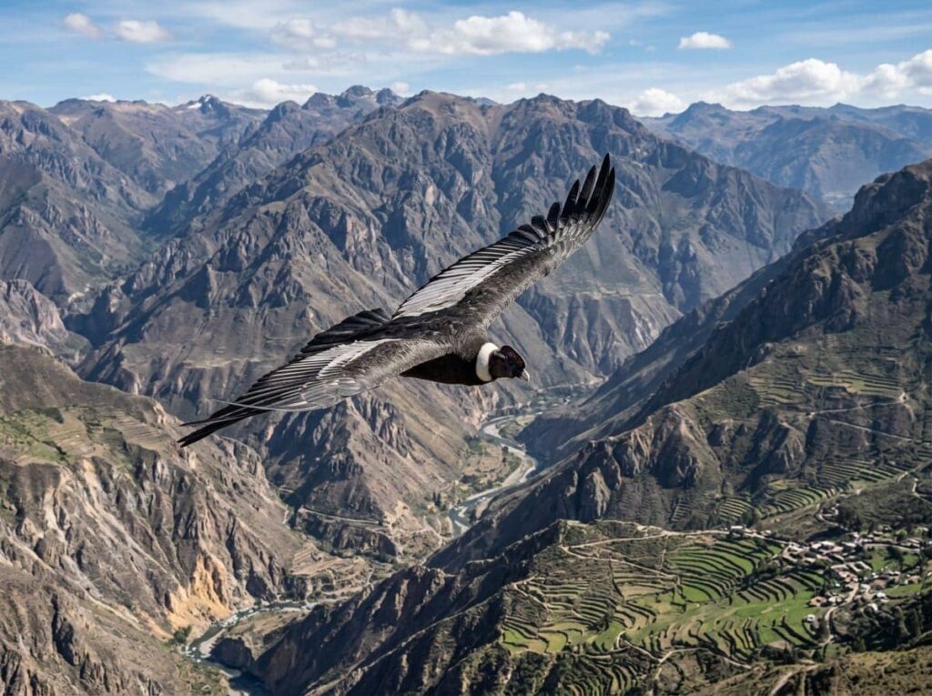 Condor Andino en el Cañón del Colca