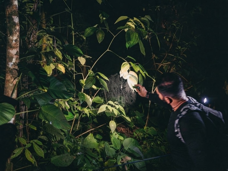 Explorador con linterna descubriendo la fauna nocturna en la espesura de la selva.