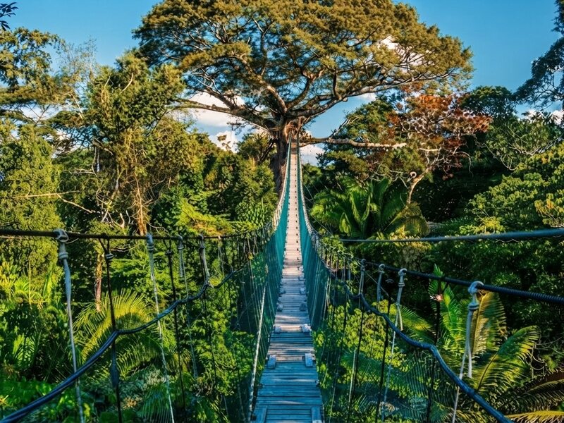 Puentes colgantes de canopy situados en la copa de los árboles más altos de la selva.