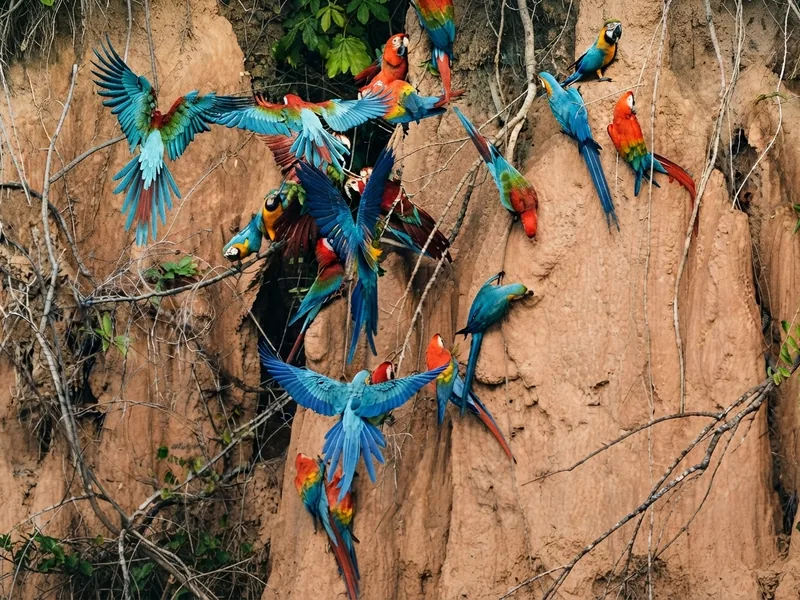 El banquete mineral que cura a las aves
