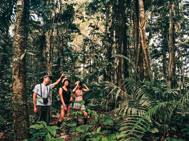 Guía turístico mostrando la vegetación y fauna durante una caminata en la selva de Tambopata