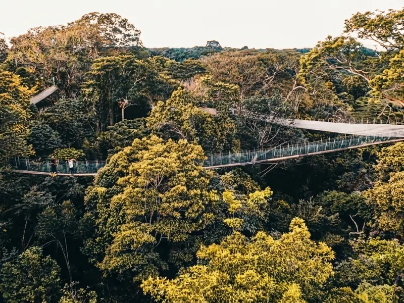 Caminando sobre las copas de los gigantes forestales