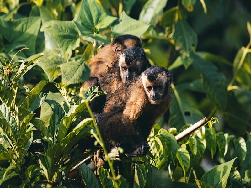 Monos silvestres trepando por los árboles de una isla en el río Madre de Dios