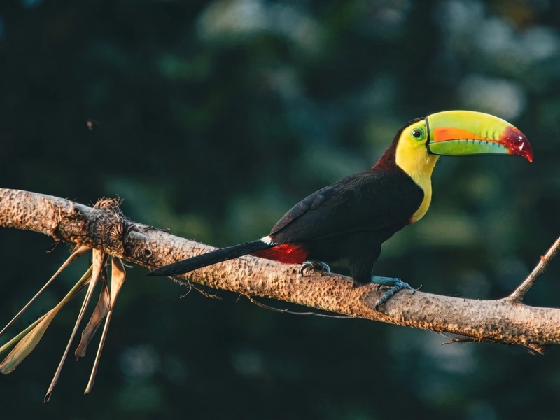 Tucán posado en una rama en la parte alta de los árboles de la selva amazónica
