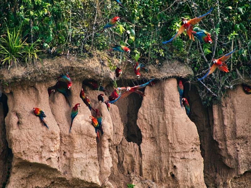 Colpa de Loros y Costumbres Indígenas