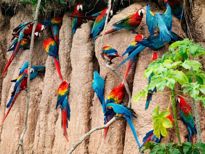 Loros y pericos coloridos congregados en una pared de arcilla a la orilla del río.