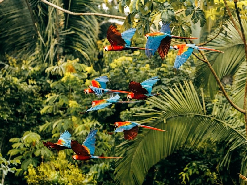 Collpa Chuncho y Jardín Botánico: guacamayos y biodiversidad