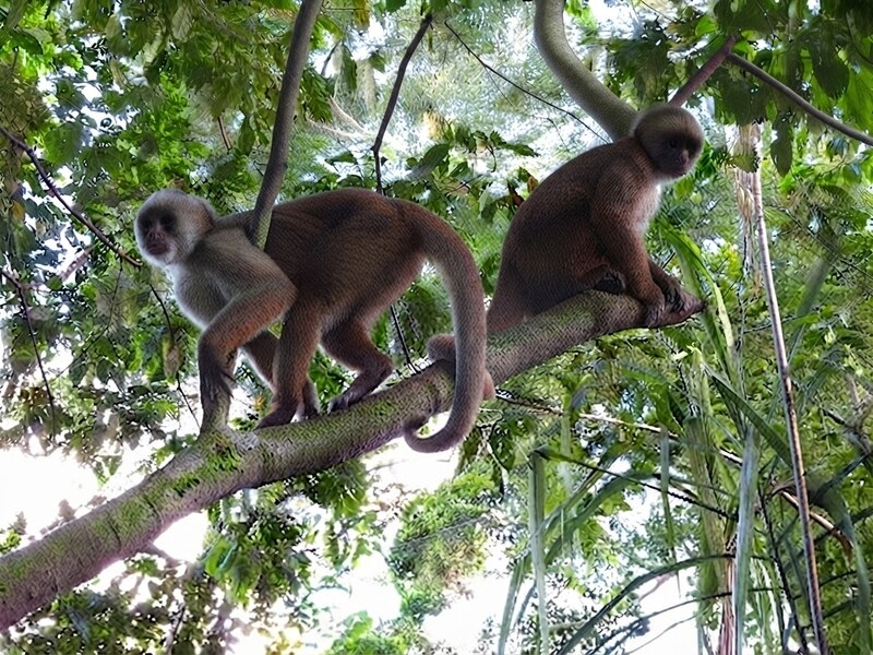 Isla de Monos: aventura y avistamiento de fauna