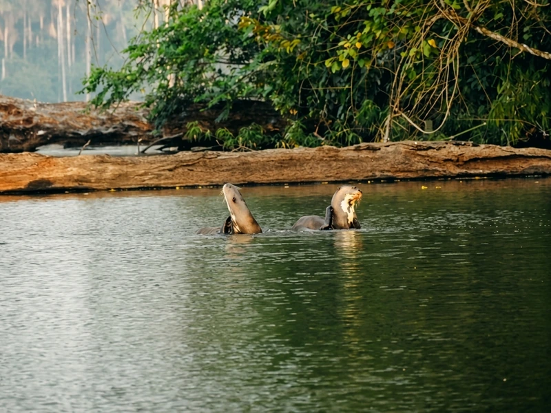 El santuario de la nutria gigante y el pez viviente de la Amazonía