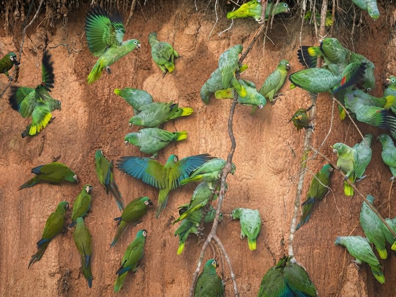 Pareja de loros amazónicos posados sobre la rama de un árbol en la selva.