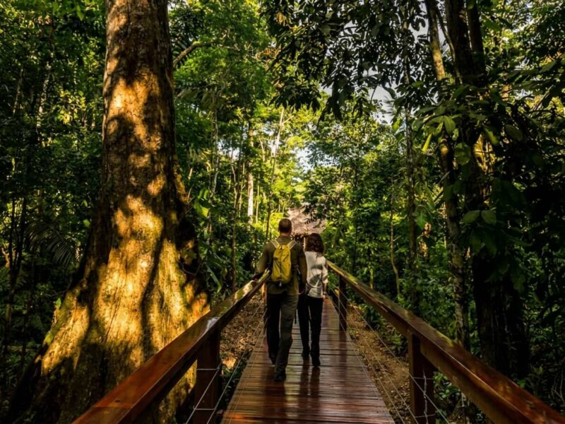 Turistas parados al pie de las grandes raices de un arbol gigante en la selva