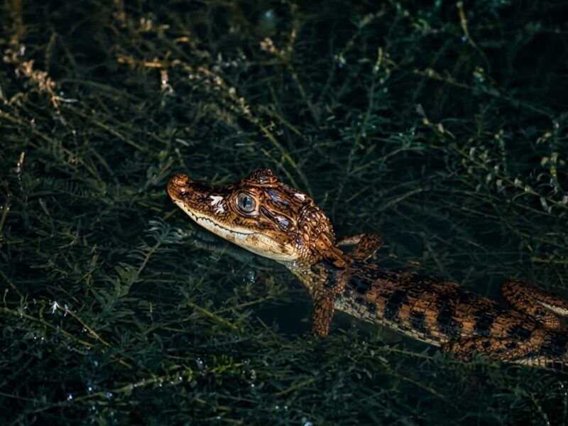 Haz de luz de linterna iluminando a un caiman blanco en la orilla del rio de noche