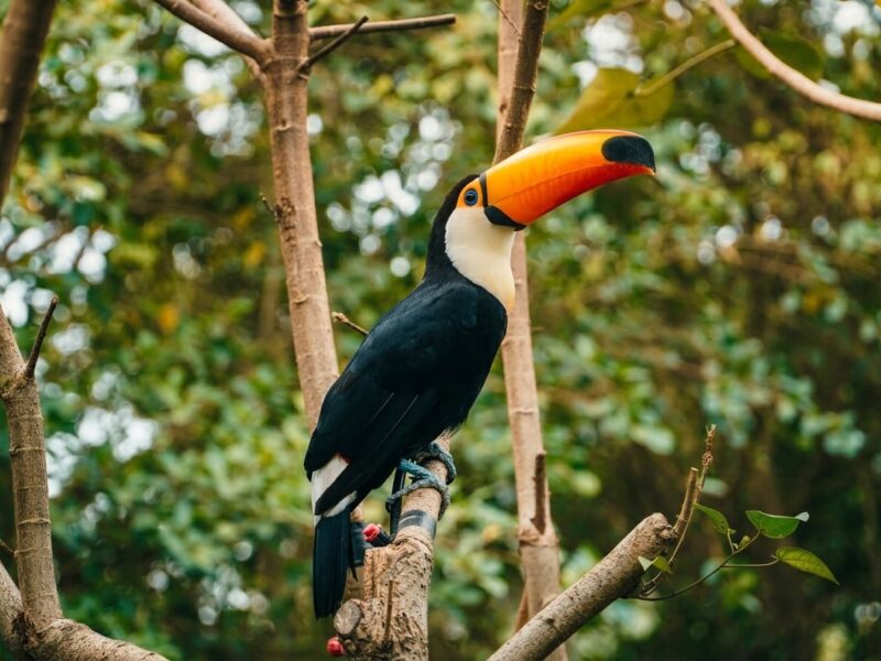 Tucan de pico amarillo y negro posado en una rama de la selva a la altura de la vista