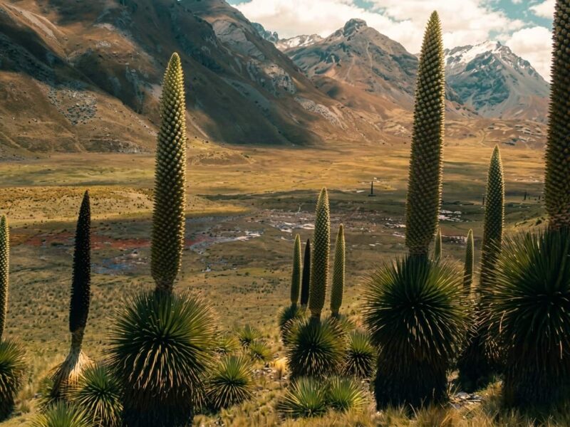 La Puya Raimondi: La reina de los Andes que florece una sola vez en un siglo
