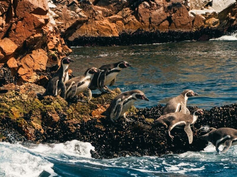 Las Galápagos del Perú y el oasis natural de América