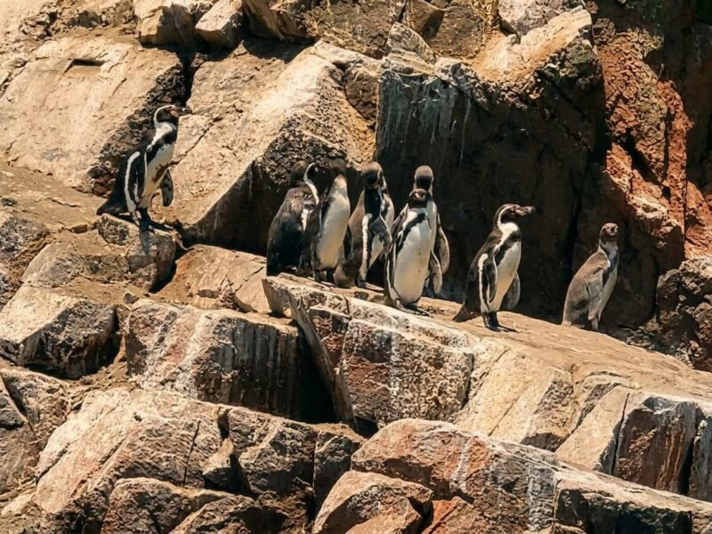 Pasajeros en lancha turística contemplando pingüinos de Humboldt y aves marinas en rocas de las Islas Ballestas.