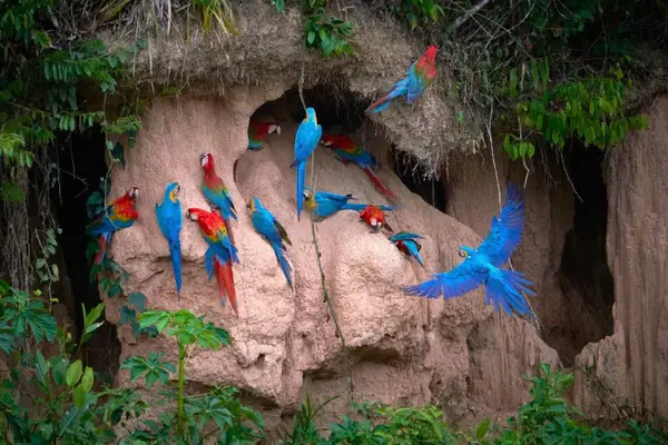 Guacamayos azul y amarillo y guacamayos escarlata posados en una pared de arcilla de una collpa en Tambopata, uno de ellos en vuelo