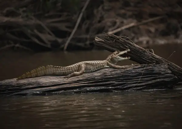 Caimán blanco con la boca abierta tomando sol sobre un tronco a orillas de un río de la Reserva Nacional Tambopata