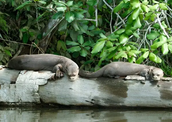 Dos nutrias gigantes descansando sobre un tronco caído a orillas del Lago Sandoval, con vegetación de selva detrás