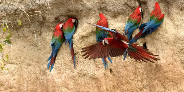 Guacamayos rojo y verde posados en una pared de arcilla de una collpa, uno de ellos con las alas abiertas