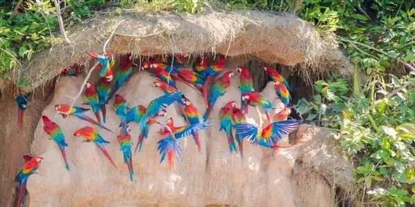 Guacamayos rojos y verdes posados en la pared de arcilla de una collpa en Tambopata