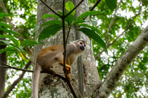 Mono ardilla sentado en una rama junto al tronco de un árbol en la selva de Tambopata