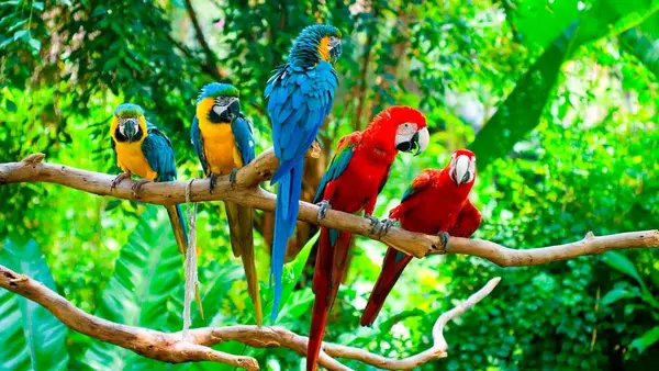 Destino turístico Tambopata, Perú
