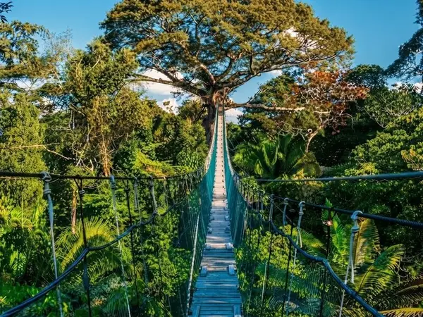 Puente colgante de madera con barandas de cuerdas que avanza entre las copas de los árboles de la selva bajo un cielo azul