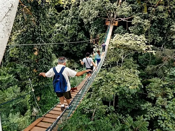 Viajeros cruzando un puente colgante de madera entre las copas de los árboles en Tambopata