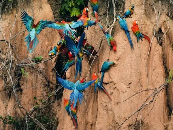 Bandada de guacamayos rojos, azules y amarillos posados y volando frente a una pared de arcilla con raíces colgantes