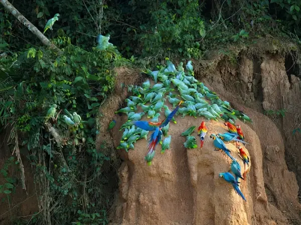 Guacamayos rojos y azul con amarillo junto a decenas de loros verdes posados en una pared de arcilla en la selva de Tambopata