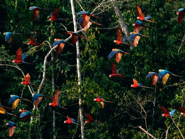 Bandada de guacamayos escarlata y azul y amarillo volando entre los árboles de la selva cerca de una collpa