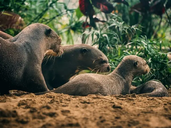 Familia de nutrias gigantes asomadas en la orilla arenosa del Lago Sandoval, con la vegetación de la selva al fondo