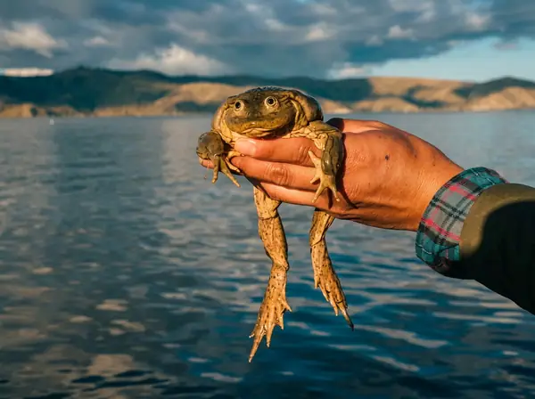 Titicaca water frog, Telmatobius culeus, an endangered species endemic to the lake