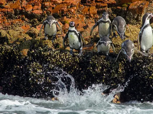 Group of Humboldt penguins standing on mussel-covered rocks on the Ballestas Islands as a wave breaks below them