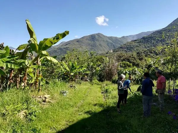 Organic coffee farm in Lucmabamba